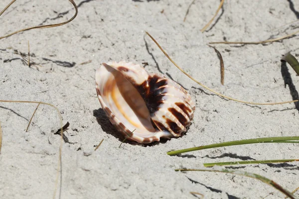 Cáscara Del Mar Playa Florida Tiempo Verano — Foto de Stock
