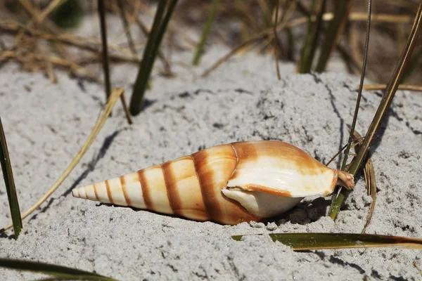 Cáscara Del Mar Playa Florida Tiempo Verano — Foto de Stock