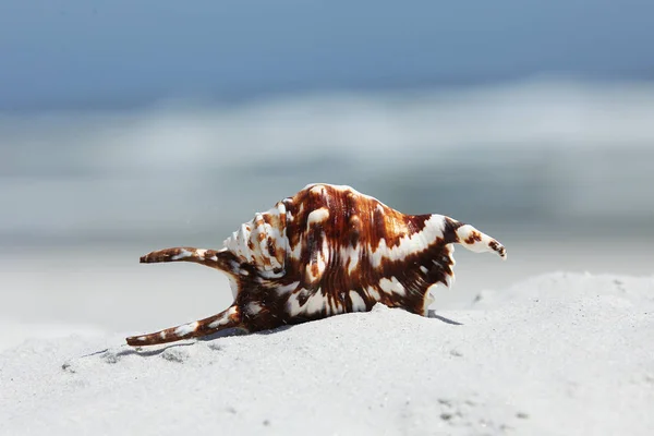 Sea Shell Florida Beach Summer Time — Stock Photo, Image