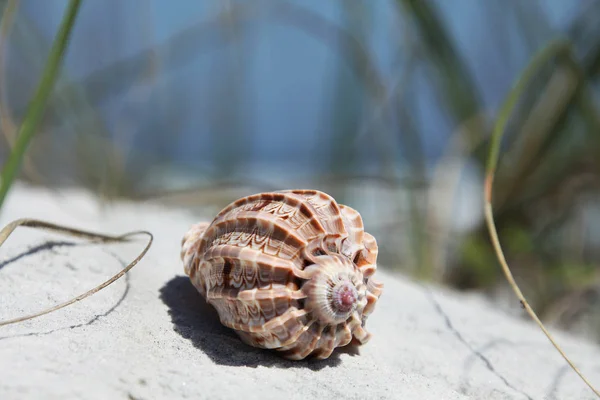 Sea Shell Florida Beach Summer Time — Stock Photo, Image