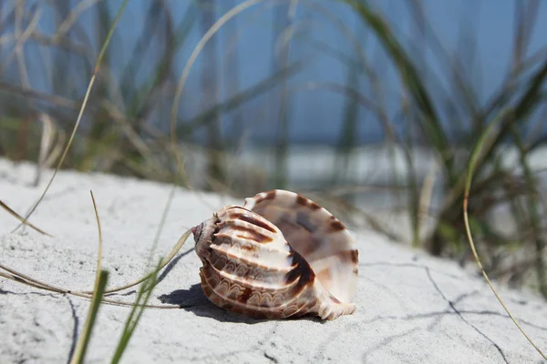 Cáscara Del Mar Playa Florida Tiempo Verano — Foto de Stock