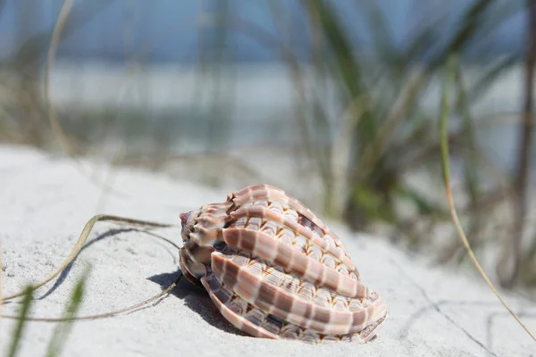 Sea Shell Florida Beach Summer Time — Stock Photo, Image