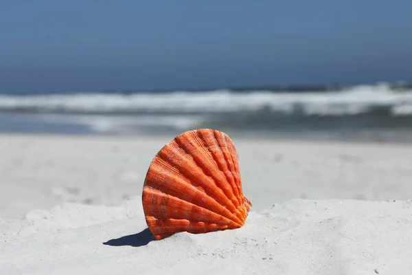 Sea Shell Florida Beach Summer Time — Stock Photo, Image