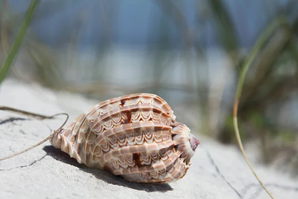 Sea Shell Florida Beach Summer Time — Stock Photo, Image