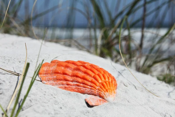 Sea Shell Florida Beach Summer Time — Stock Photo, Image