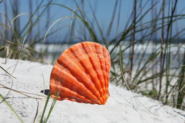 Sea Shell Florida Beach Summer Time — Stock Photo, Image