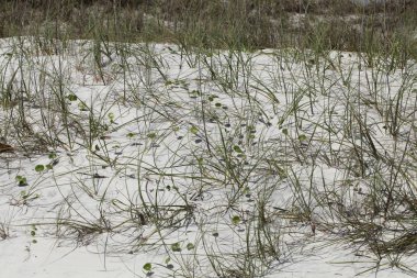 Beyaz kumul Florida plaj yaz saati