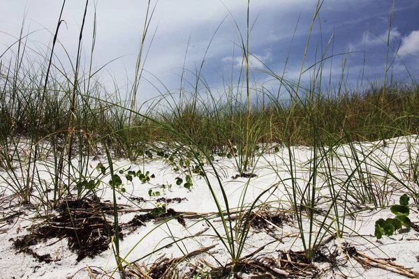 white sand dune of Florida beach in summer time