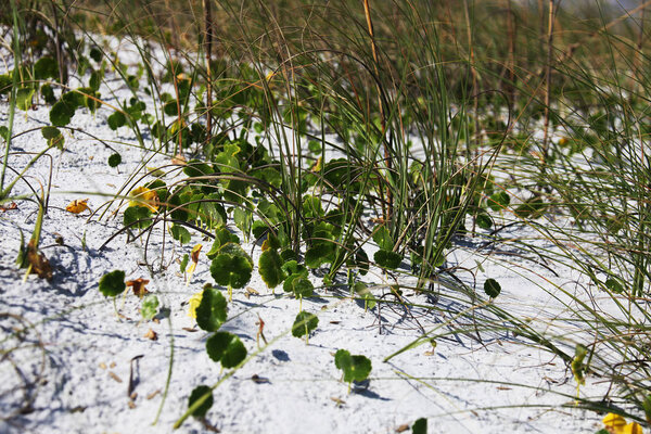 white sand dune of Florida beach in summer time