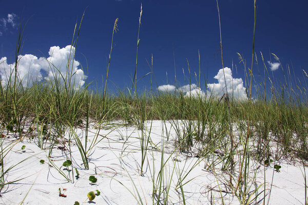 white sand dune of Florida beach in summer time