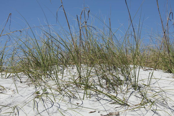 white sand dune of Florida beach in summer time