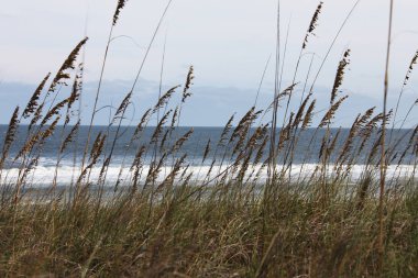 Beyaz kumul Florida plaj yaz saati