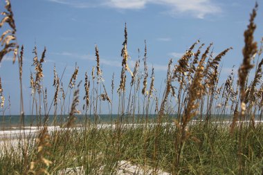 Beyaz kumul Florida plaj yaz saati