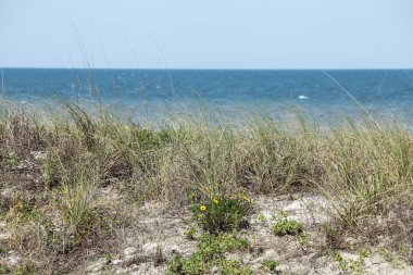 Beyaz kumul Florida plaj yaz saati