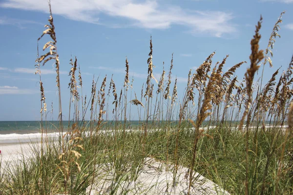 Dune Sable Blanc Plage Floride Été — Photo