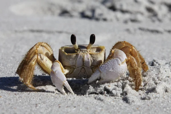 Krab Písečné Pláži — Stock fotografie
