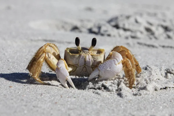 Krabbe Sandstrand – stockfoto