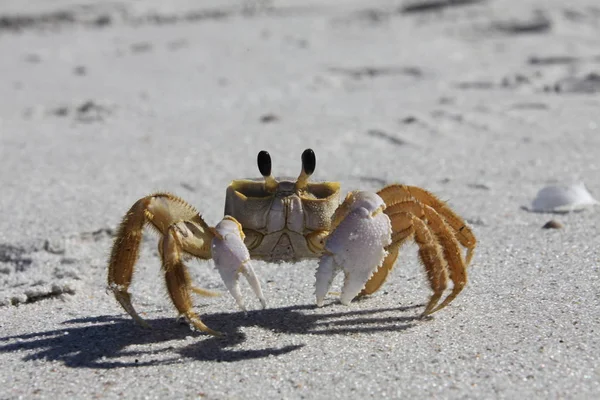 Krabbe Einem Sandstrand — Stockfoto