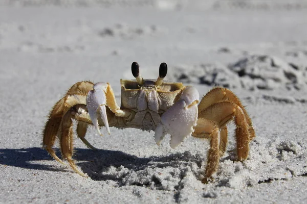 Krab Písečné Pláži — Stock fotografie