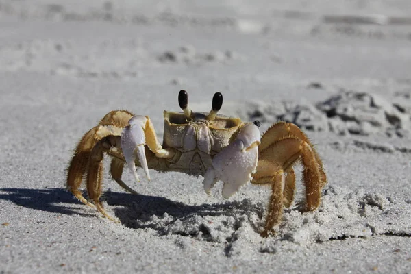 Krabbe Einem Sandstrand — Stockfoto