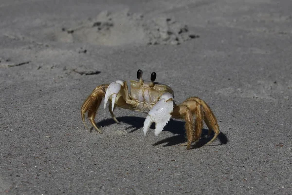 螃蟹在沙滩上 — 图库照片