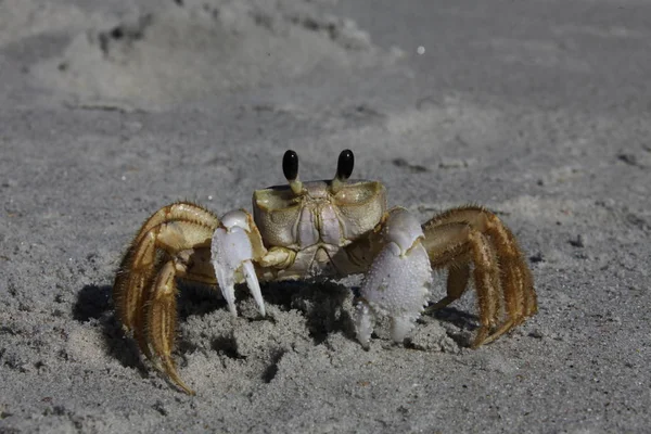Krab Písečné Pláži — Stock fotografie
