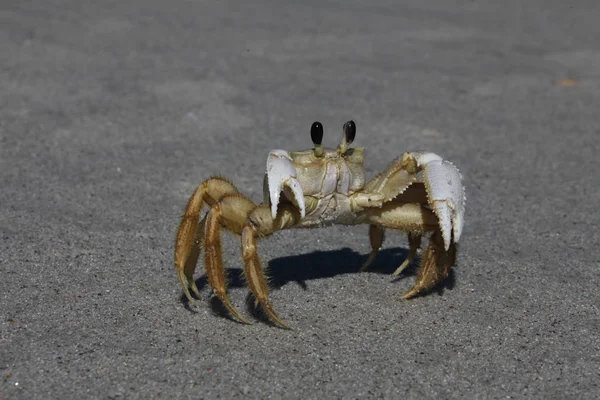Krabbe Einem Sandstrand — Stockfoto