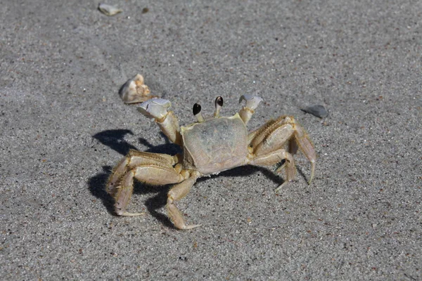 Caranguejo Uma Praia Arenosa — Fotografia de Stock