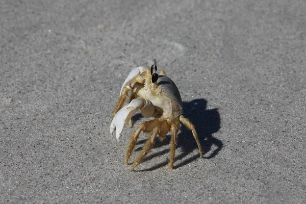 Krab Písečné Pláži — Stock fotografie