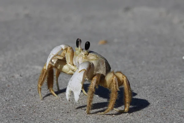 Krab Písečné Pláži — Stock fotografie