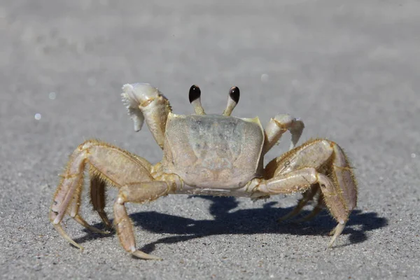 Crab Sandy Beach — Stock Photo, Image
