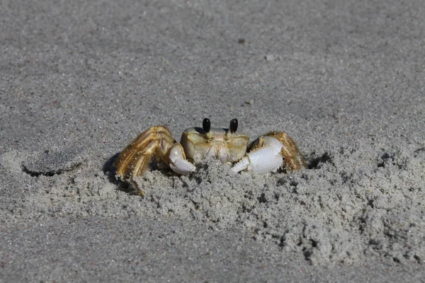 Caranguejo Uma Praia Arenosa — Fotografia de Stock