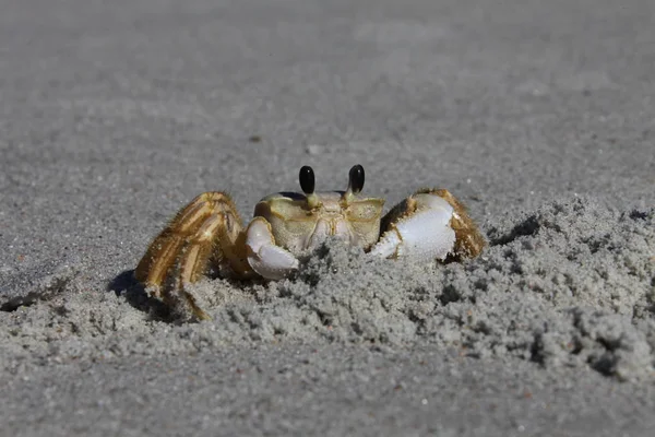 Caranguejo Uma Praia Arenosa — Fotografia de Stock