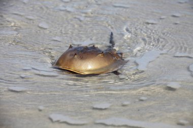 at nalı yengeci sığ suda