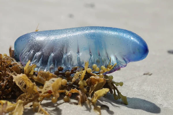 Portekizce gemisi bir plajda