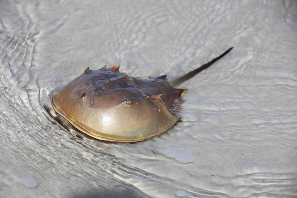 Horseshoe Crab Shallow Water — Stock Photo, Image