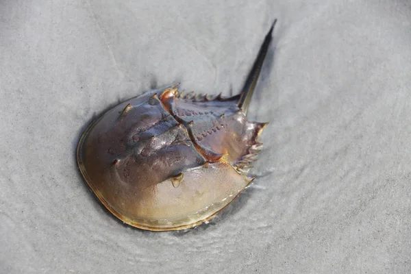 Horseshoe Crab Shallow Water — Stock Photo, Image