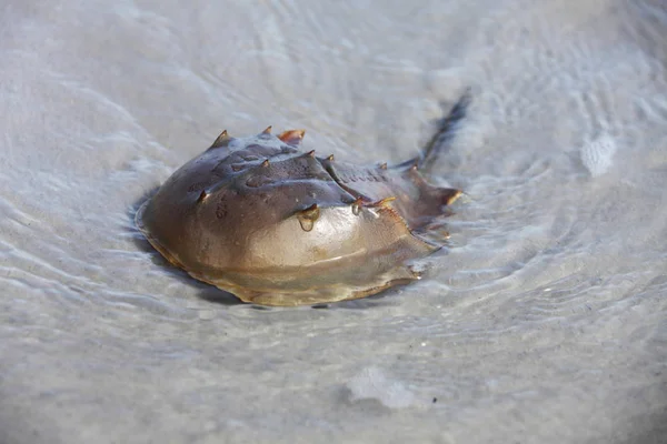 Horseshoe Crab Shallow Water — Stock Photo, Image