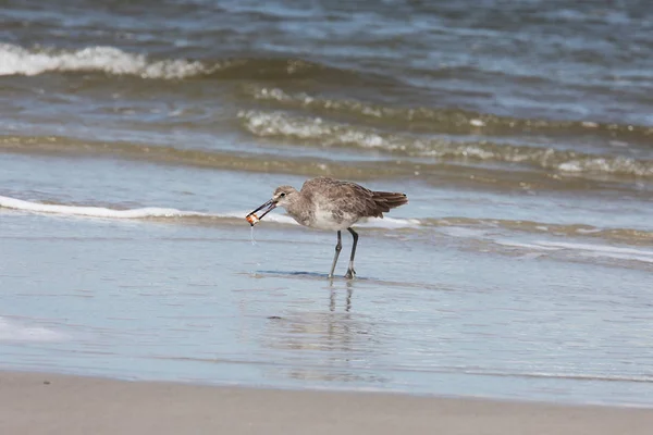 Greenshank Costa Atlântica Flórida — Fotografia de Stock