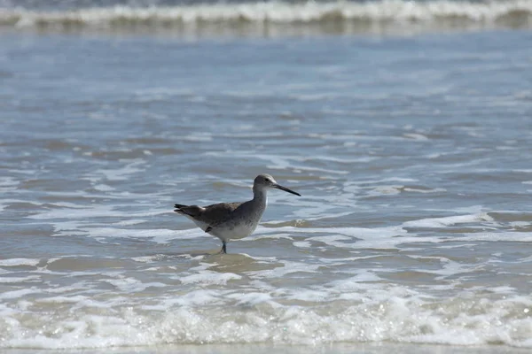 Greenshank Costa Atlântica Flórida — Fotografia de Stock