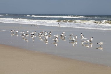 Atlantic coast Florida üzerinde Kraliyet Sumru