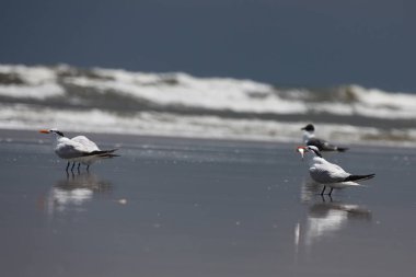 Atlantic coast Florida üzerinde Kraliyet Sumru