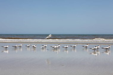 Atlantic coast Florida üzerinde Kraliyet Sumru