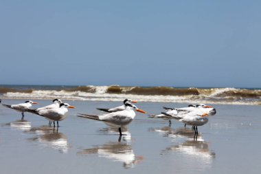 Atlantic coast Florida üzerinde Kraliyet Sumru