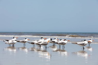 Atlantic coast Florida üzerinde Kraliyet Sumru