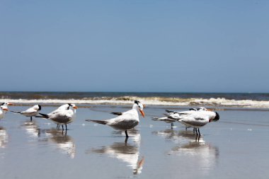 Atlantic coast Florida üzerinde Kraliyet Sumru