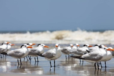 Atlantic coast Florida üzerinde Kraliyet Sumru