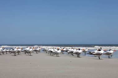 Atlantic coast Florida üzerinde Kraliyet Sumru