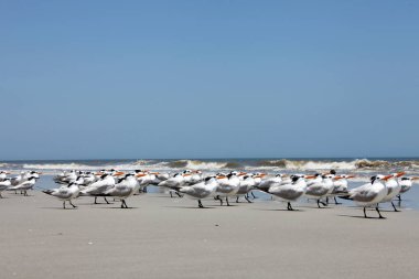 Atlantic coast Florida üzerinde Kraliyet Sumru