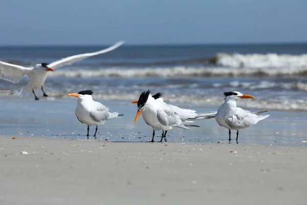 Königsseeschwalbe Der Atlantikküste Floridas — Stockfoto